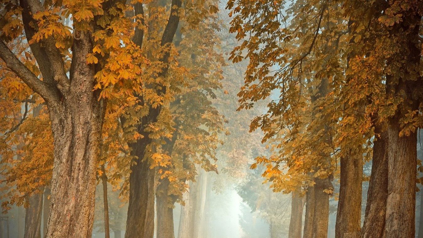https://cdn.borsonline.hu/2020/11/qGkmFkj59hXH68jUbik26e3RQymEv3ZyPtl8m85G52s/fill/1347/758/no/1/aHR0cHM6Ly9jbXNjZG4uYXBwLmNvbnRlbnQucHJpdmF0ZS9jb250ZW50LzAzZDRjMGNlYTg0MTQ0ZGFiYWNkZTE3ZDI1OGFkOTI4.jpg