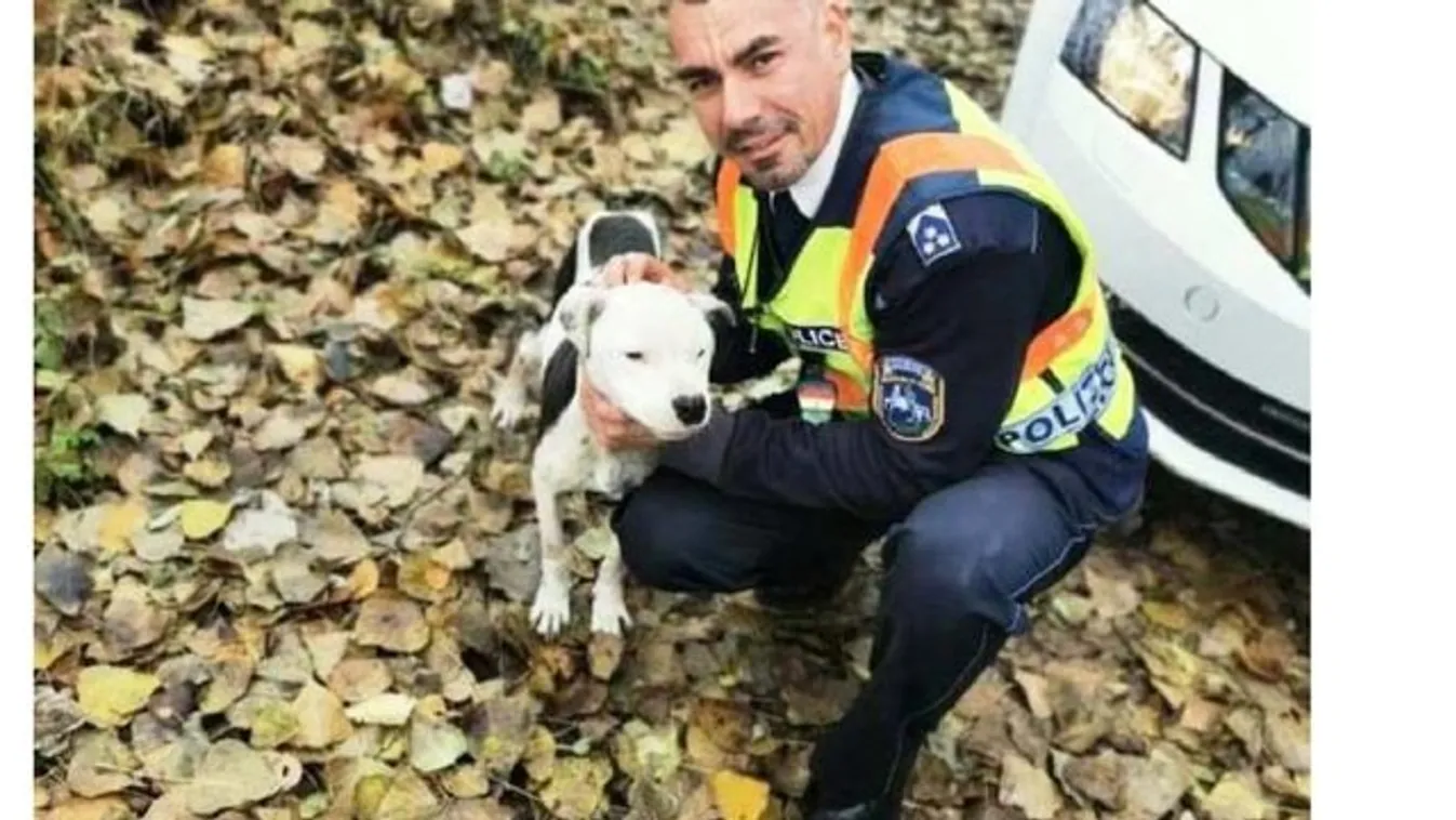 Napi cuki: Bajba jutott kutyus életét mentették meg a Hajdú-Bihar megyei rendőrök
