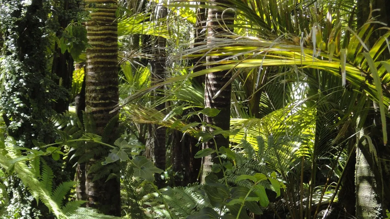 A jégkorszak Sixtus-kápolnájára bukkantak az Amazonas-őserdő mélyén