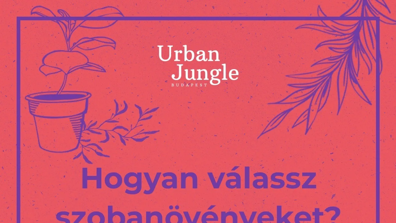 Ha mindig kinyíródik az otthoni szobanövény, lehet ez a workshop lesz rá a megoldás