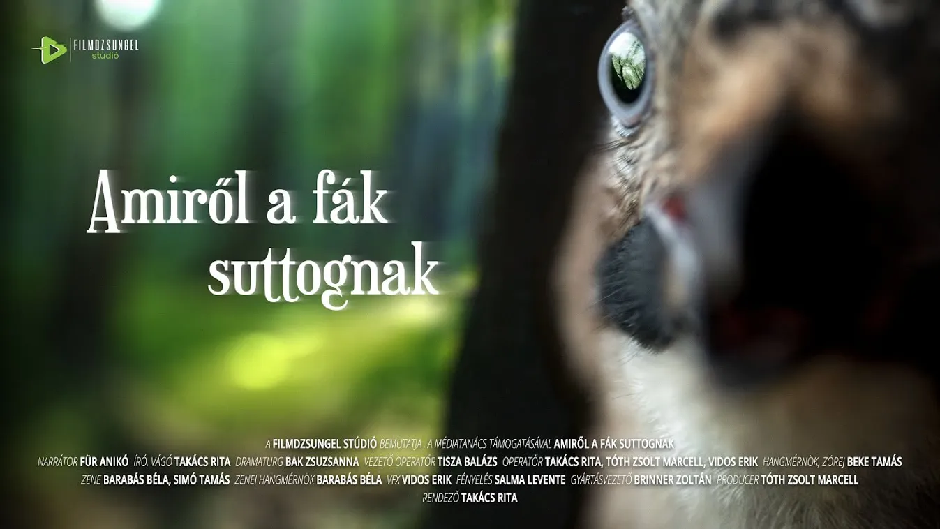 Különlegesen szép film készült a titokzatos bükki őserdőről