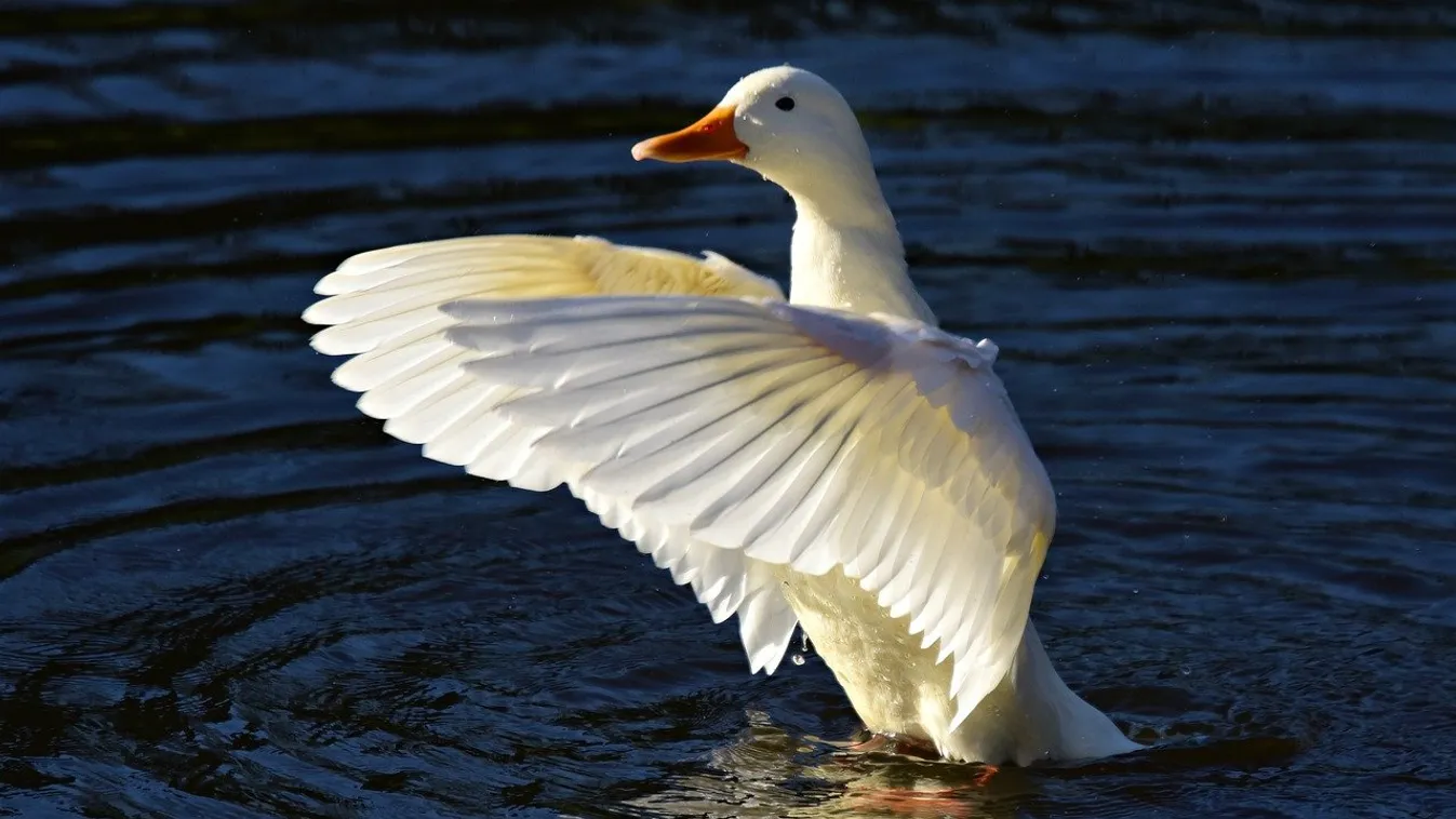 Szörföző kacsáért rajonganak az ausztrál strandolók