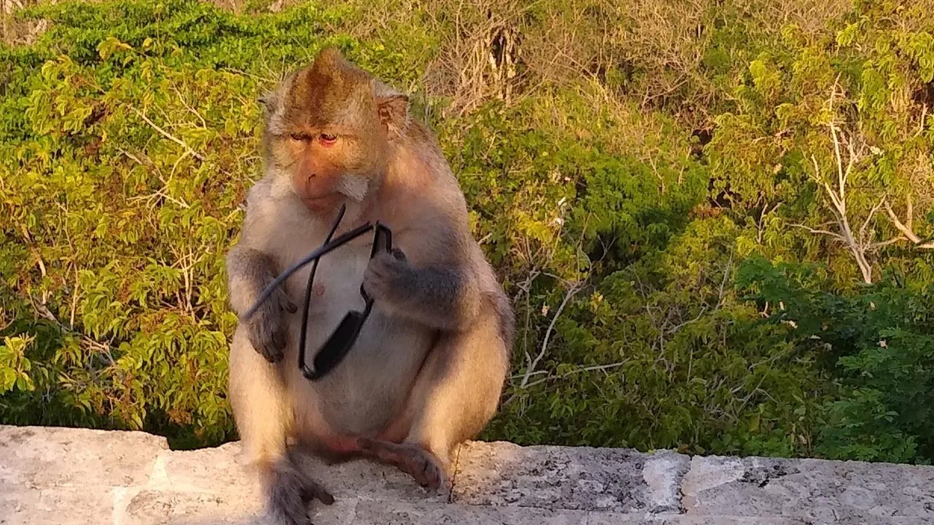 Bali egyik templomában a makákók zsarolással szereznek ételt a turistáktól