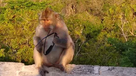 Bali egyik templomában a makákók zsarolással szereznek ételt a turistáktól