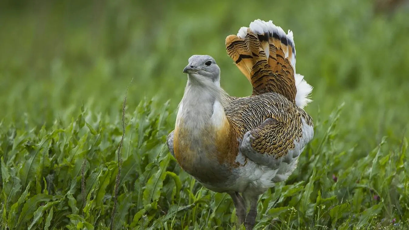 Évről évre sokasodik a Körös-Maros Nemzeti Park címerállata