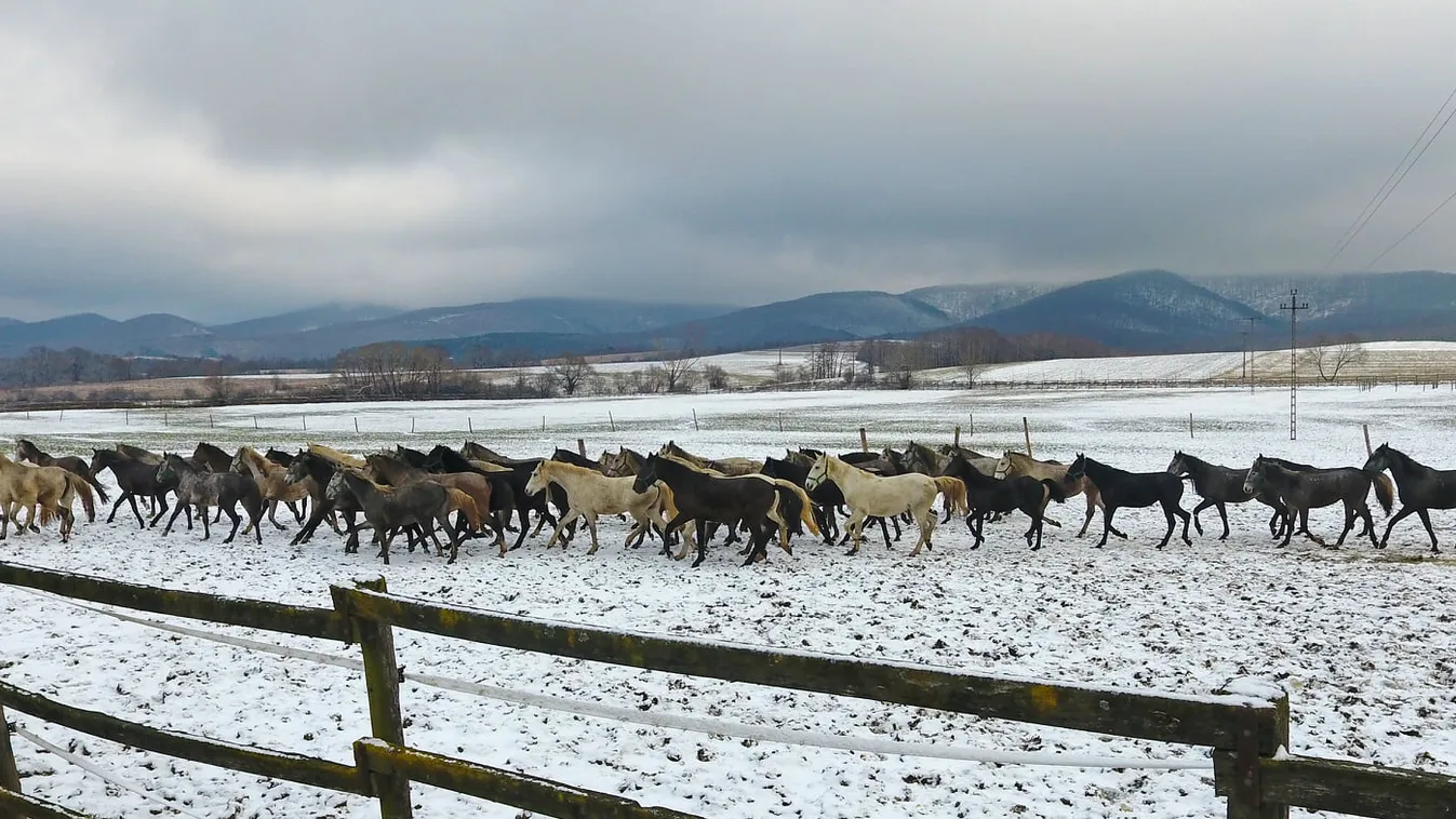 Videó: Mesebeli látványt nyújt a lipicai fogat Szilvásváradon