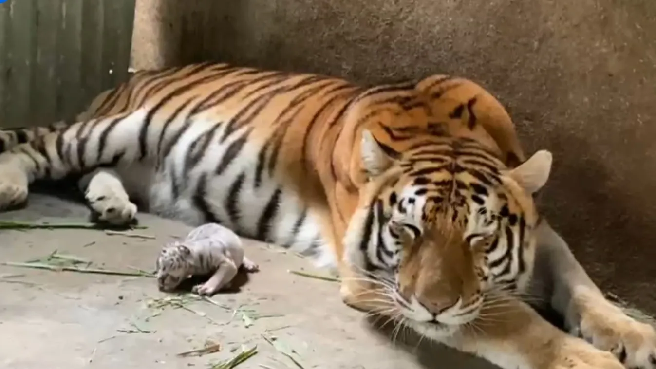 Először született Nicaraguában fehér tigris, a pár napos apróságot cumisüveggel etetik