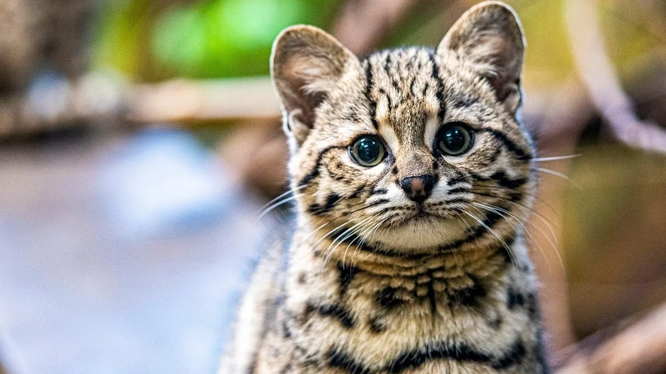 Igazi zoológiai szenzáció ez a gyönyörű, egzotikus kiscica