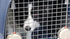 Bírósághoz fordult a nő, akinek a repülőúton halt meg a kutyája