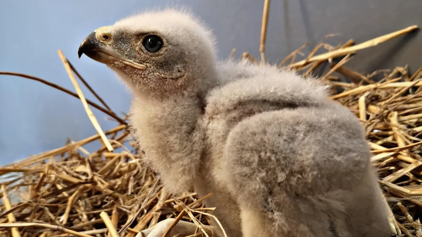 Tavaly közel kétezer segítségre szoruló vadállat kapott második esélyt a Fővárosi Állatkertben