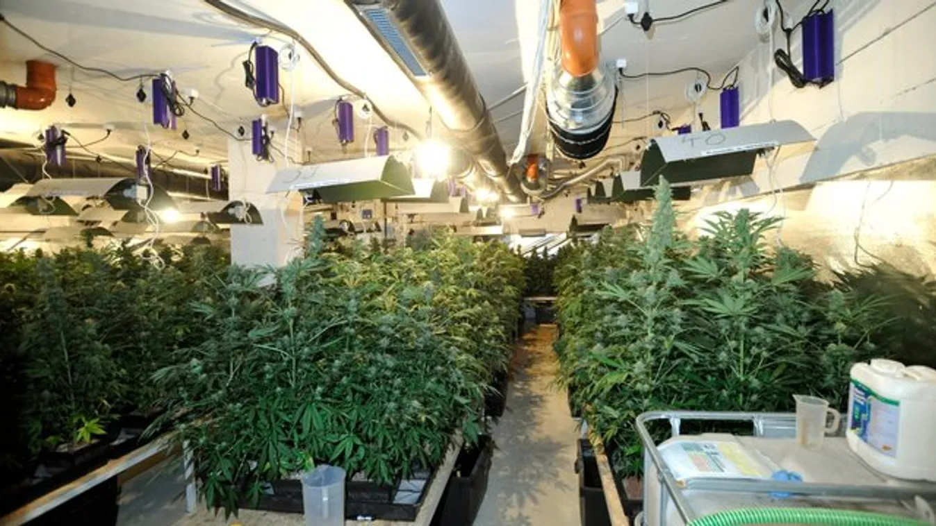Csaknem ezer tőből álló kannabiszültetvényt számoltak fel a rendőrök Remeteszőlősön – videó