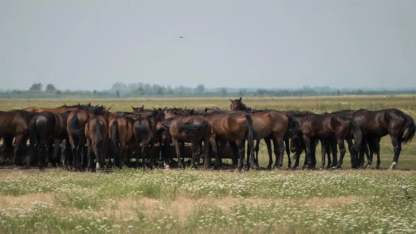 Gyönyörű egyperces filmetűd készült háttérben a Hortobágy képeivel