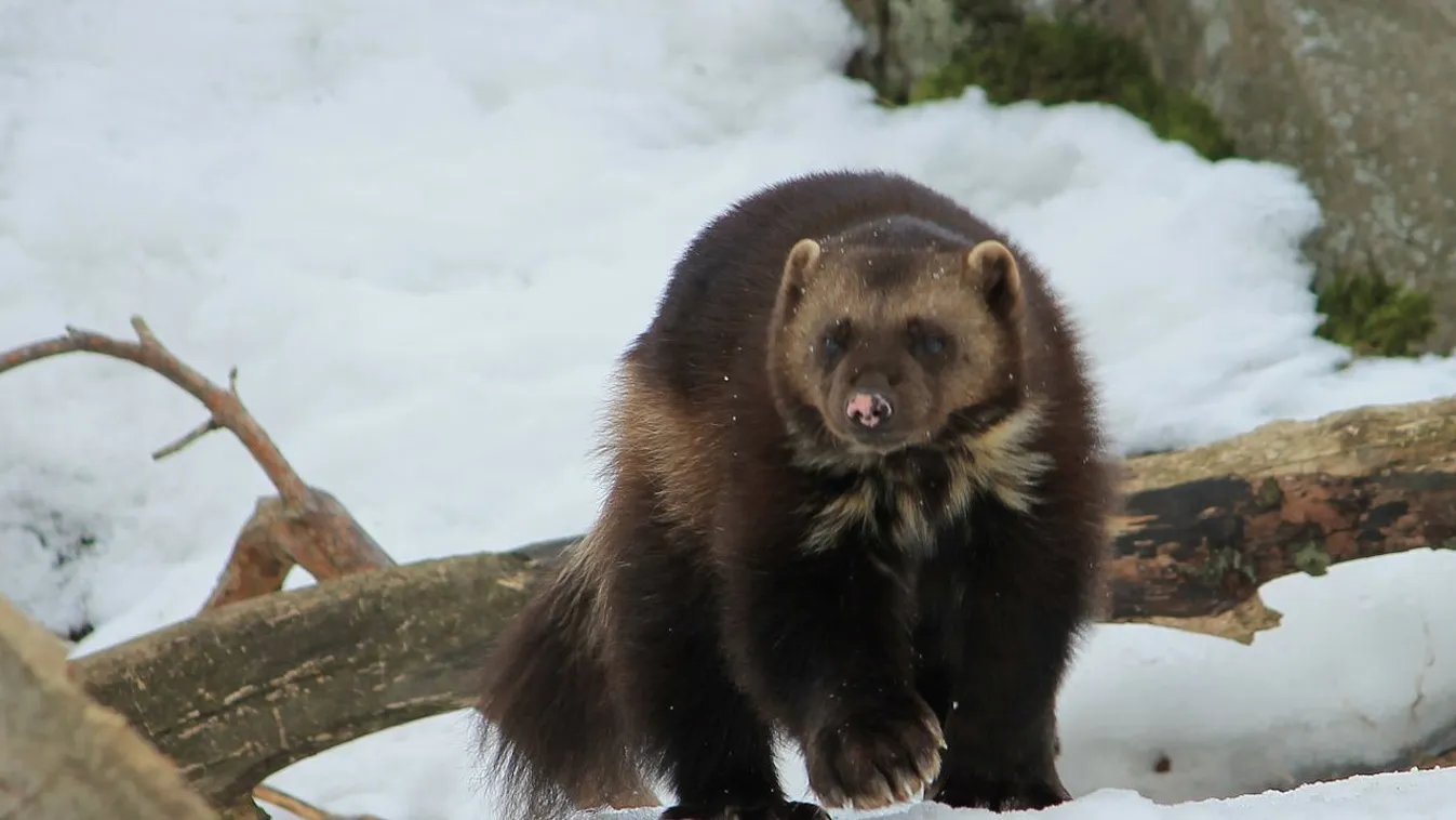 Először kapta lencsevégre a Yellowstone kamerája a ritka ragadozót