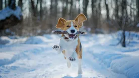 Hat kirándulóhely a főváros környékén, amit a kutyánk is nagyon fog díjazni