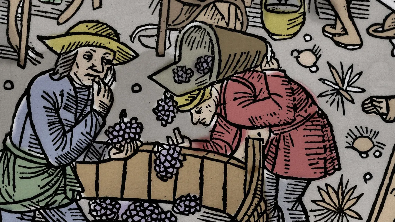 Több száz éves szőlőmagokból olvasták ki Franciaország világhírű borvidékének történetét
