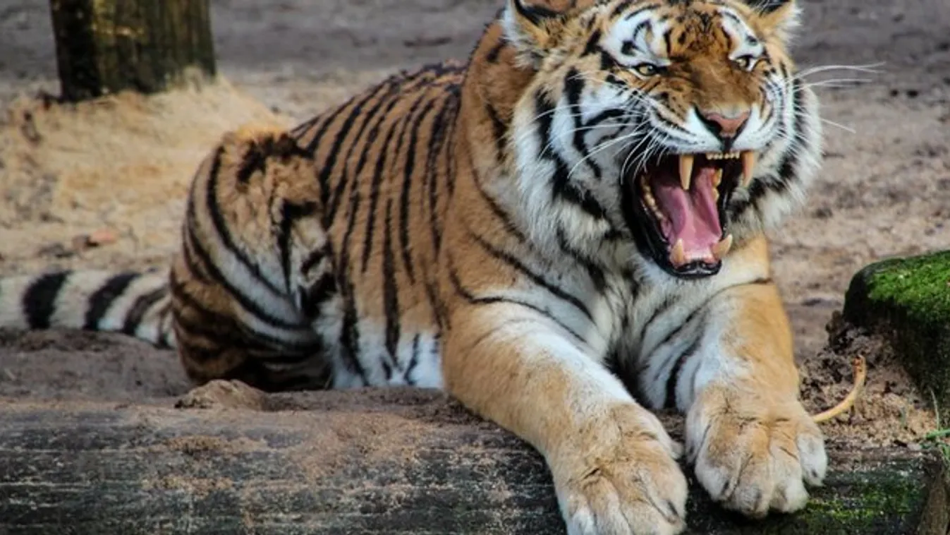 Szörnyű tragédia: szétmarcangolta gondozóját egy állatkerti tigris