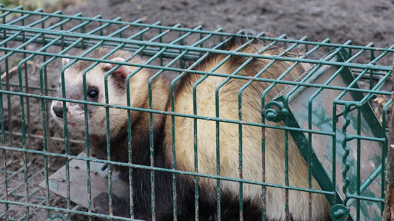 Rekordméretű molnárgörényre bukkantak a Hortobágyon