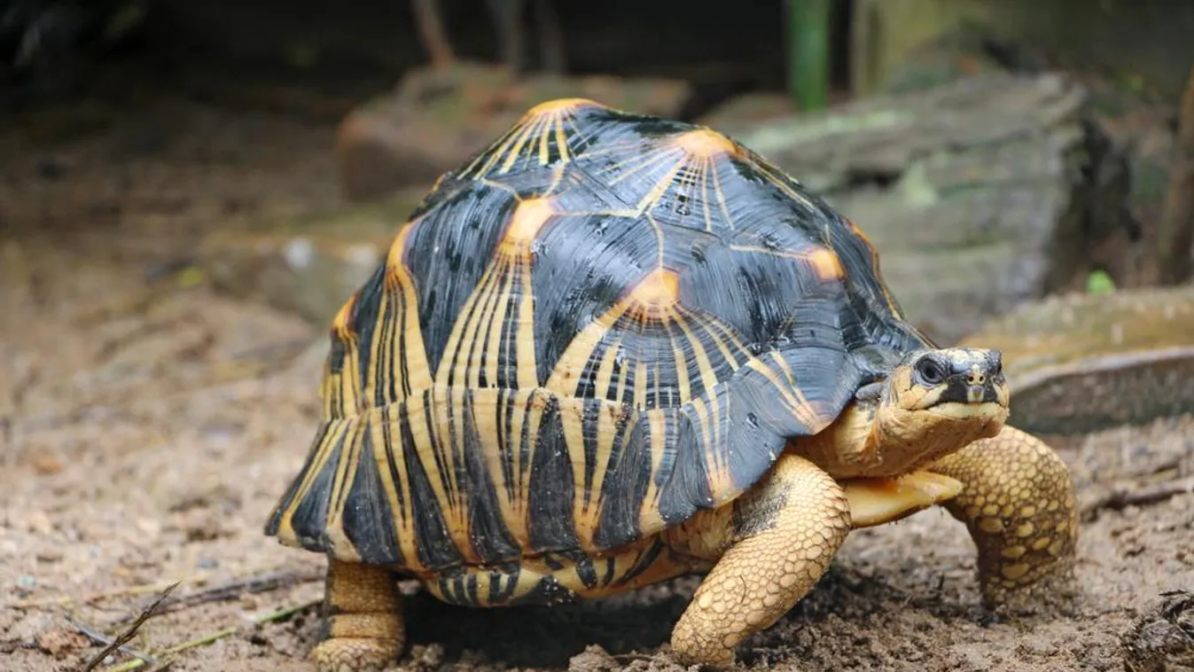 Ez a zuhanyozás közben riszáló teknős most az internet sztárja
