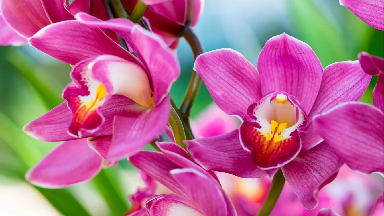 Orchideát nevelnének? A világ egyik legszebb botanikus kertjéből kaphatnak hozzá tanácsot!
