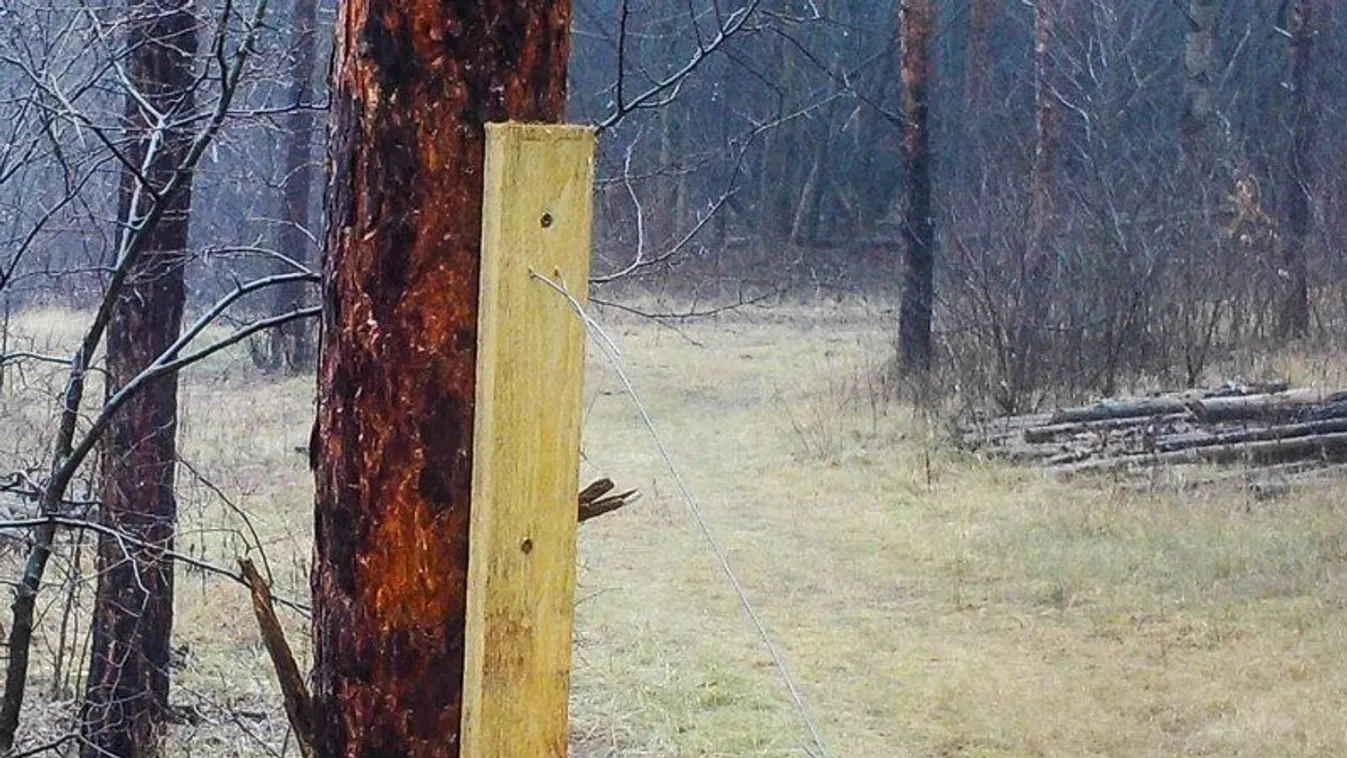 Szajkókkal újíttatják fel a veresegyházi fenyvest