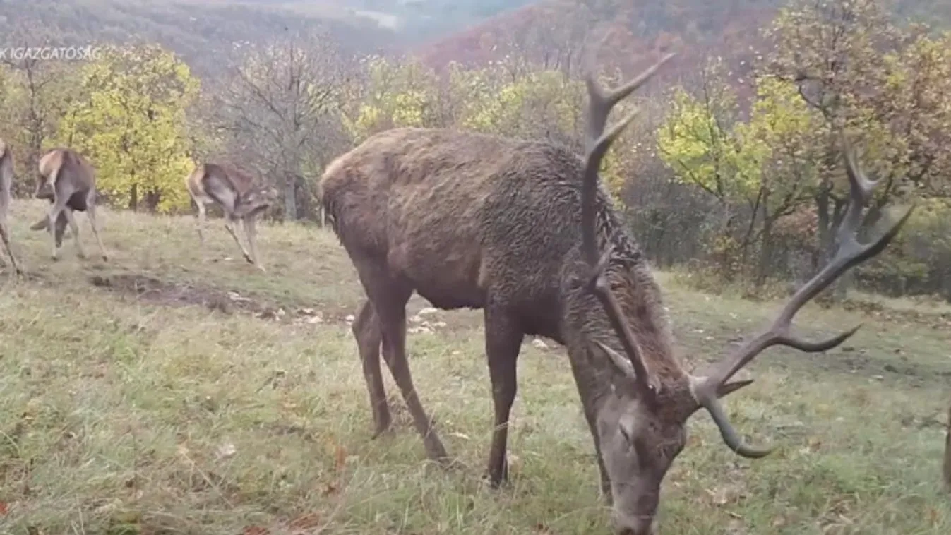 Szarvasagancs-csata és vaddisznóbúgás hangja tölti be a Bükk erdeit