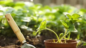 Tavaszi kerti kisokos - Készülj fel a kertészkedéshez!