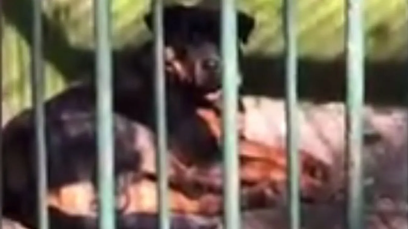 Kínos: kutyával pótolták az elpusztult farkast az állatkertben – videó
