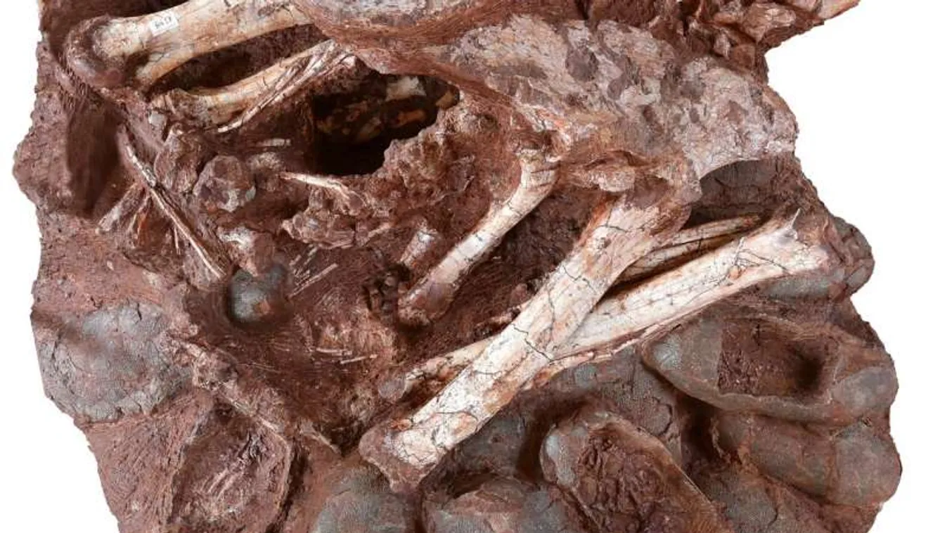 Fészkén és tojásain ülő dinoszaurusz maradványaira bukkantak Kínában