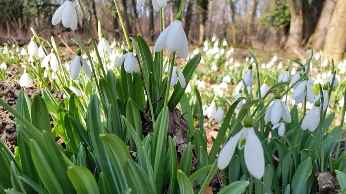 Ismét látogatható az Alcsúti Arborétum, hóvirágszőnyeggel várják a látogatókat