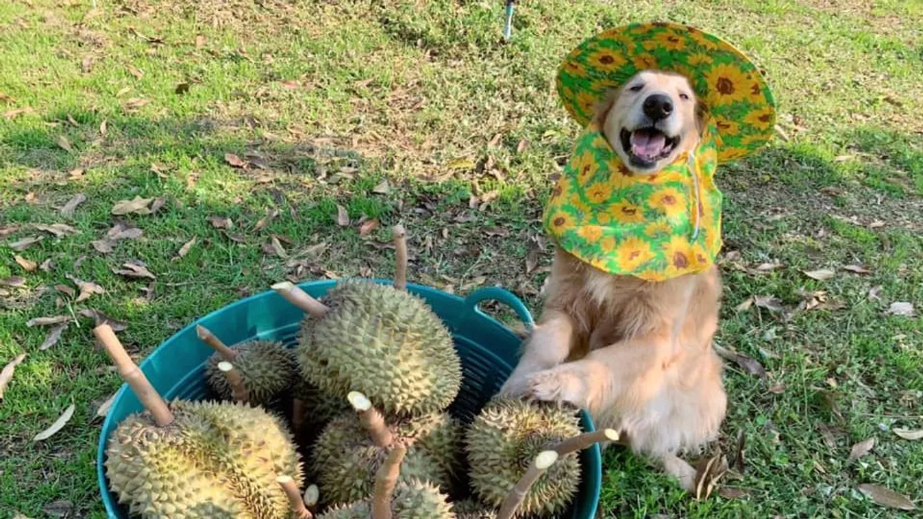Ez a boldog kutya duriánszedőként dolgozik, és imádja a munkáját