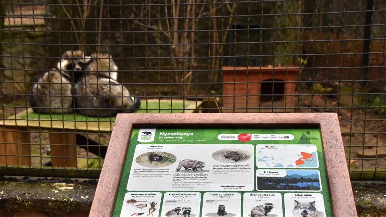 Nyitáskor újdonságokkal várják a látogatókat a Budakeszi Vadasparkban