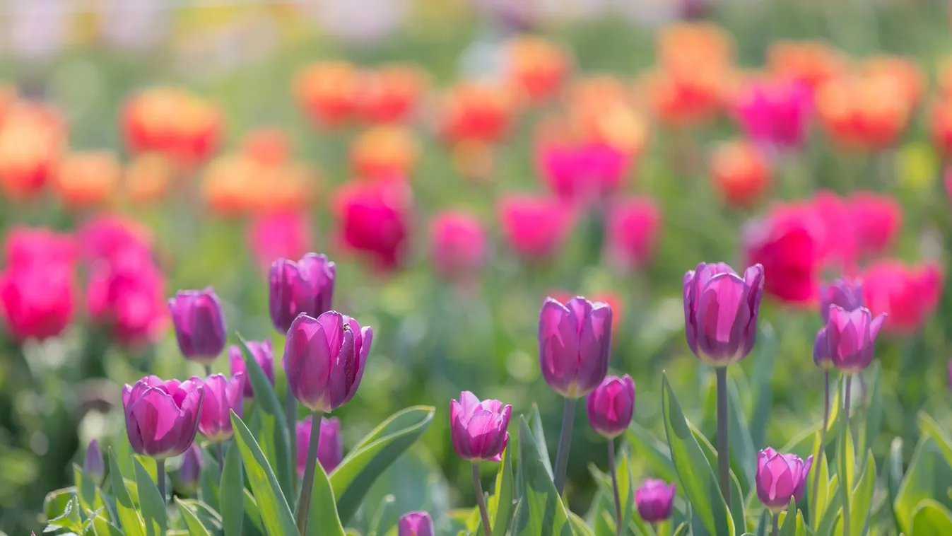 Áprilisban 258 000 tulipán bont szirmot Kőröshegyen, aminek mi is a tanúi lehetünk