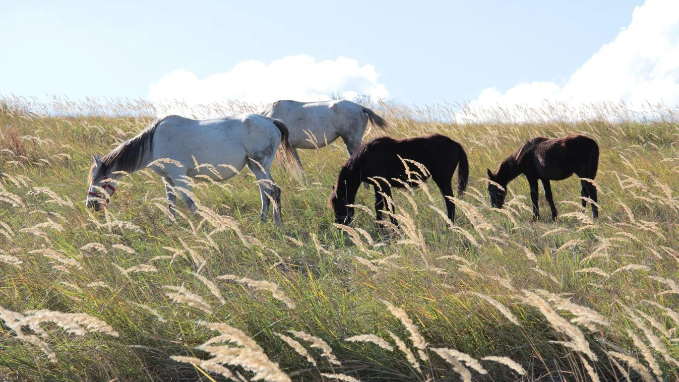Mentett állatok között farmkempingezhetnek a Balatonnál