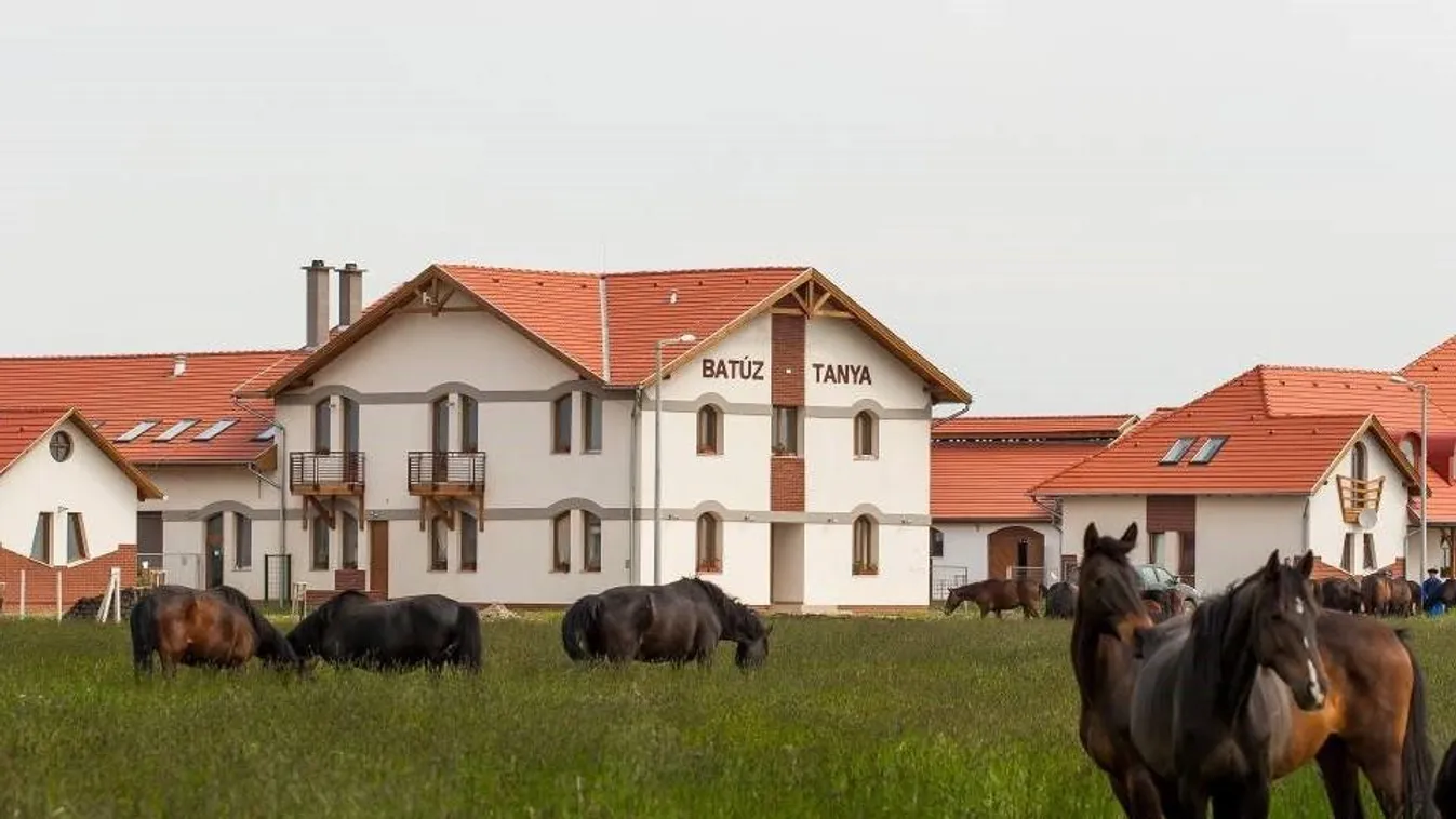 Nemzeti kincsnek számító lovak érkeztek a Batúz-tanyára