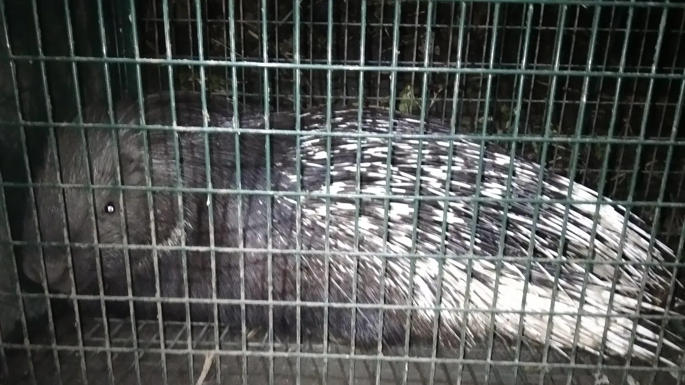 Egzotikus állatot fogtak be Fertőszéplakon