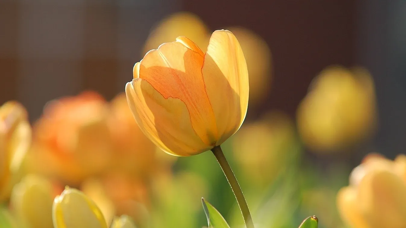 Az ébredő természet szépségeivel nyílik Mórahalom új tulipánkertje