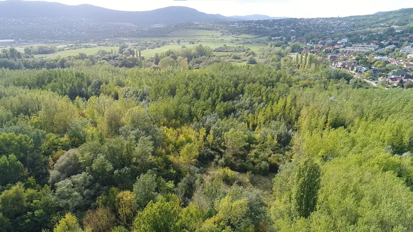 Milyen lesz Buda egyik utolsó vizes élőhelye? Most a lakosok is beleszólhatnak