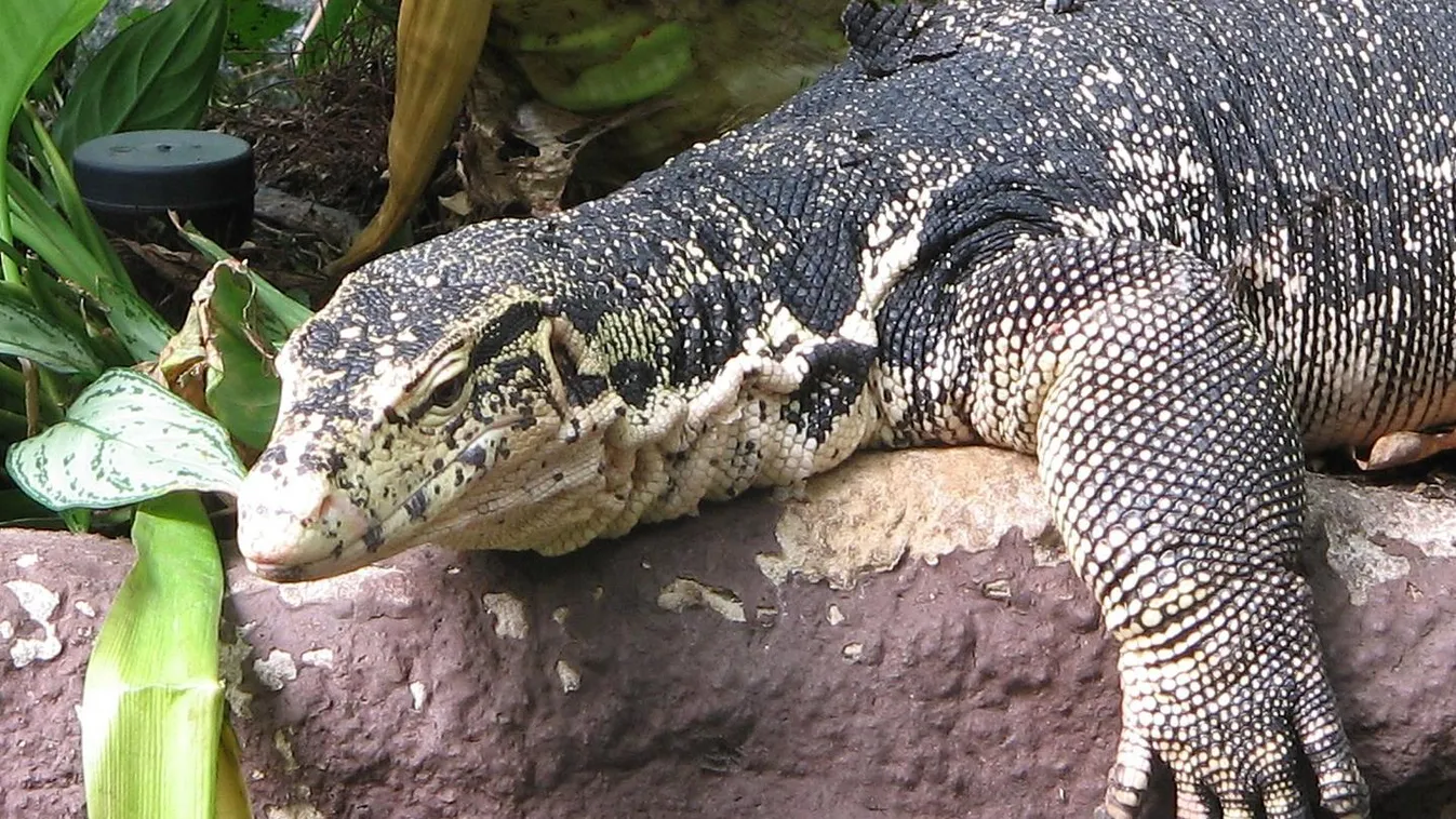 Ilyen, amikor Godzilla betér egy szupermarketbe