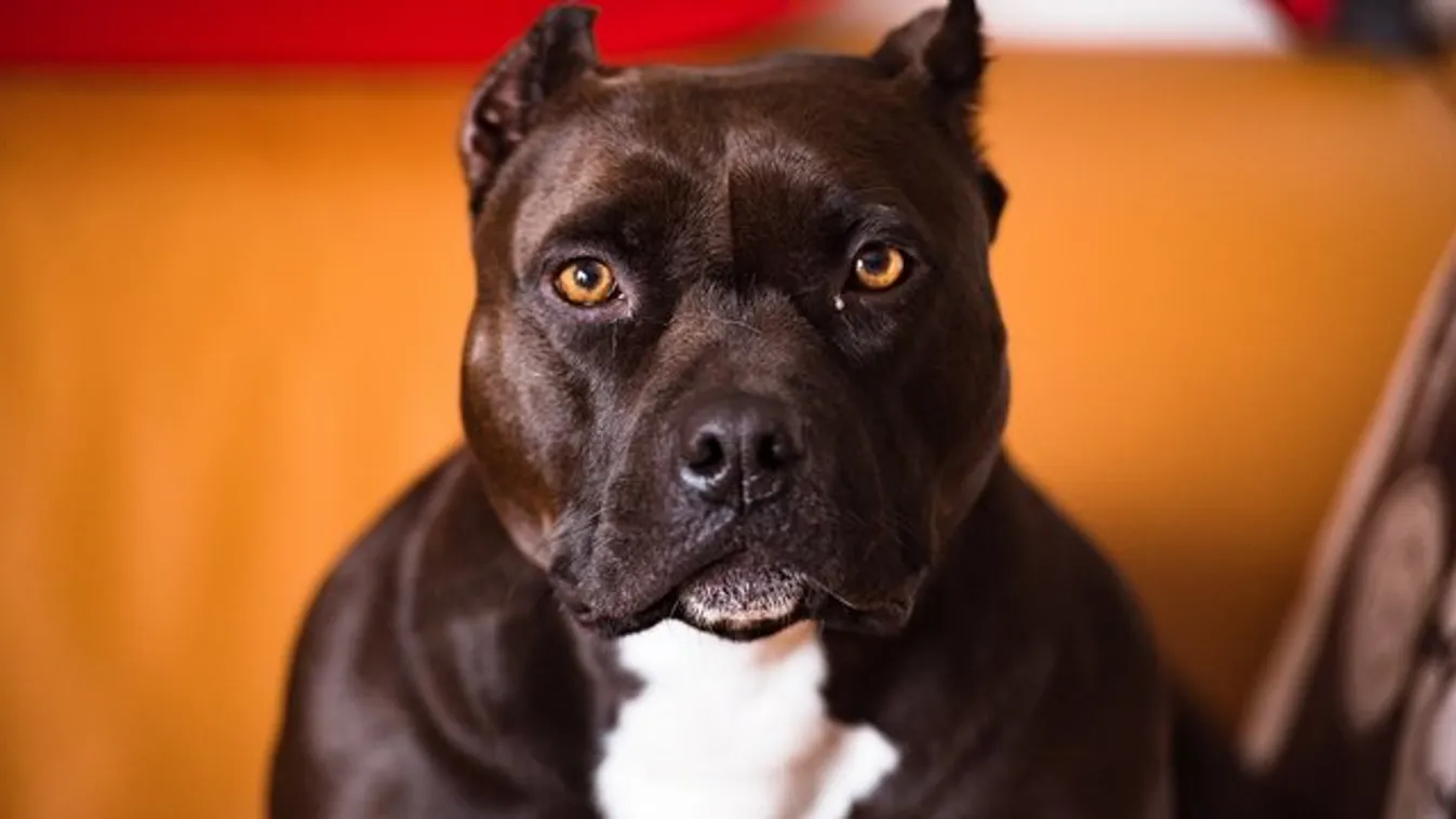 Szörnyű! A szomszéd pitbulljai marták halálra a 7 éves kislányt – édesanyja hiába védte a testével - 18+