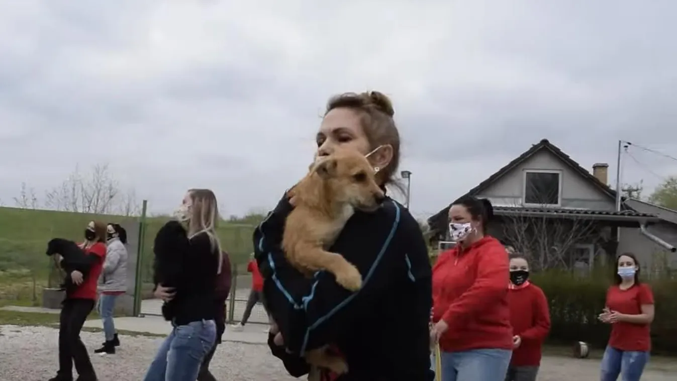 A kutyákat is bevonták a táncos kihívásba a siófoki állatvédők