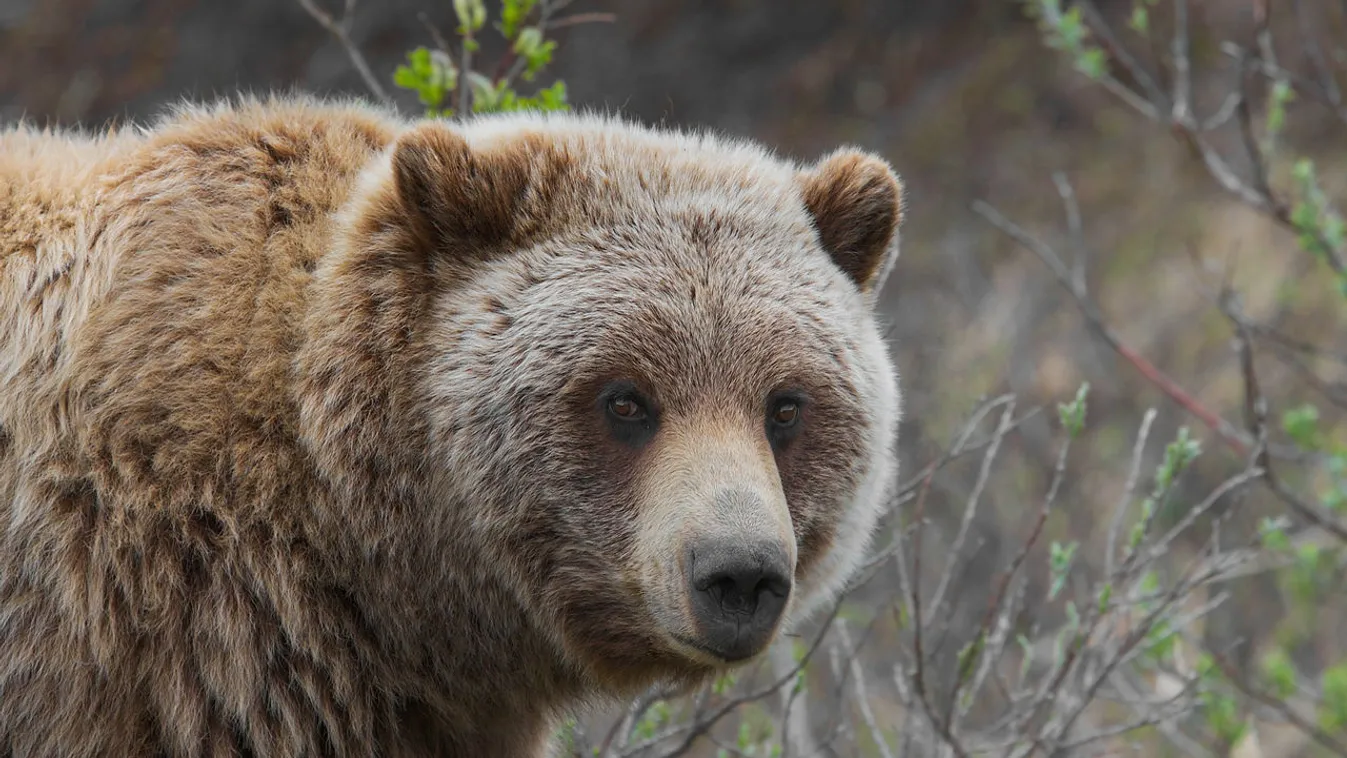 Ilyen az, amikor futópadon sétál a grizzly medve