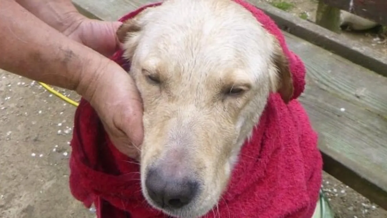 Túl cuki: Macskakergetés közben került bajba a labrador - tűzoltók húzták ki a 8 méteres gödörből - Fotók