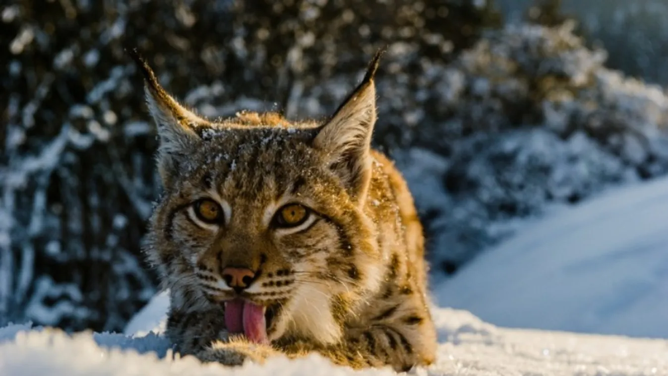 Nagyragadozókhoz készített gyakorlati kézikönyveket a WWF