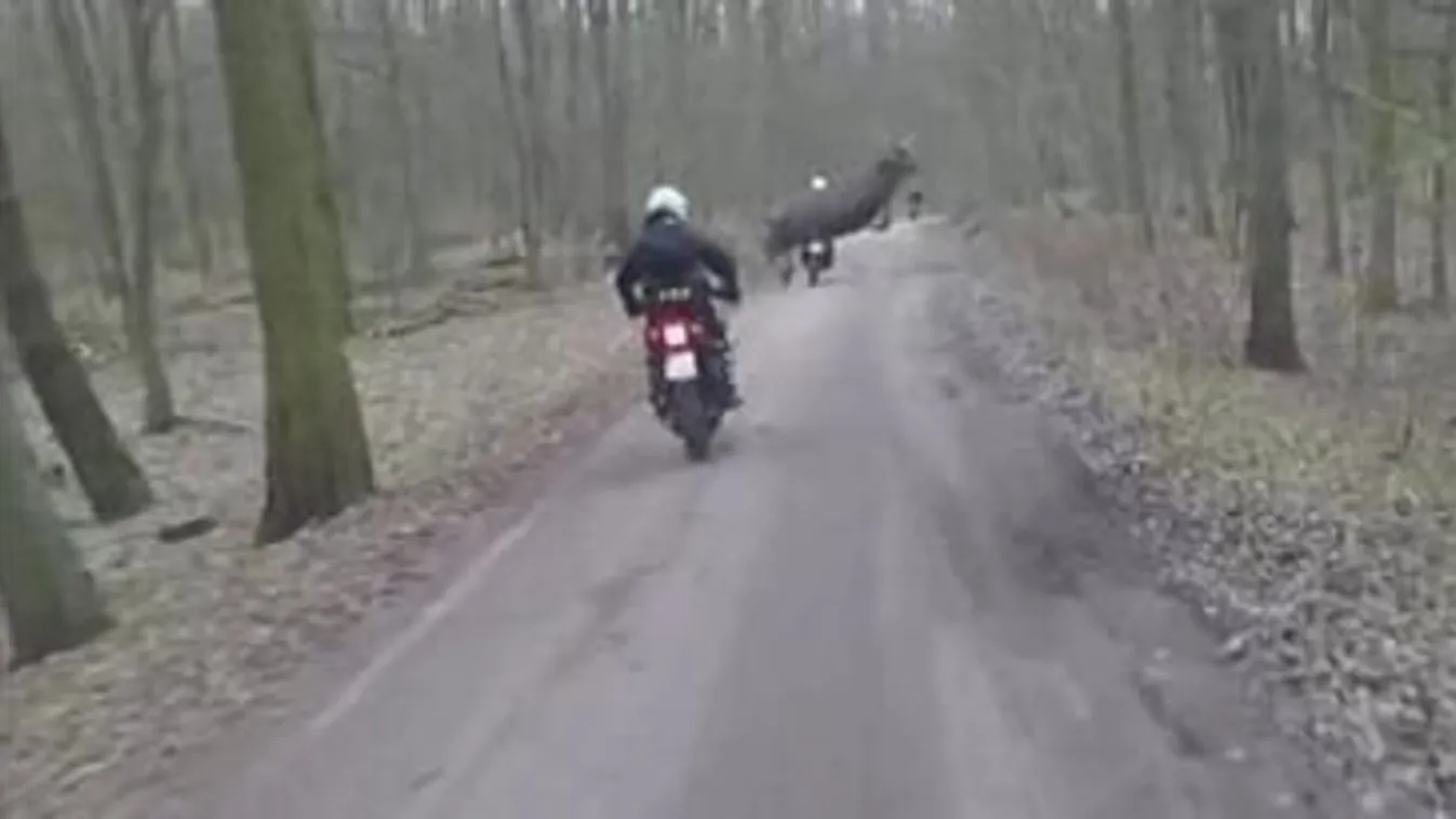 Mázlista: csak a véletlennek köszönheti a motoros, hogy nem ütközött a szarvassal – videóval