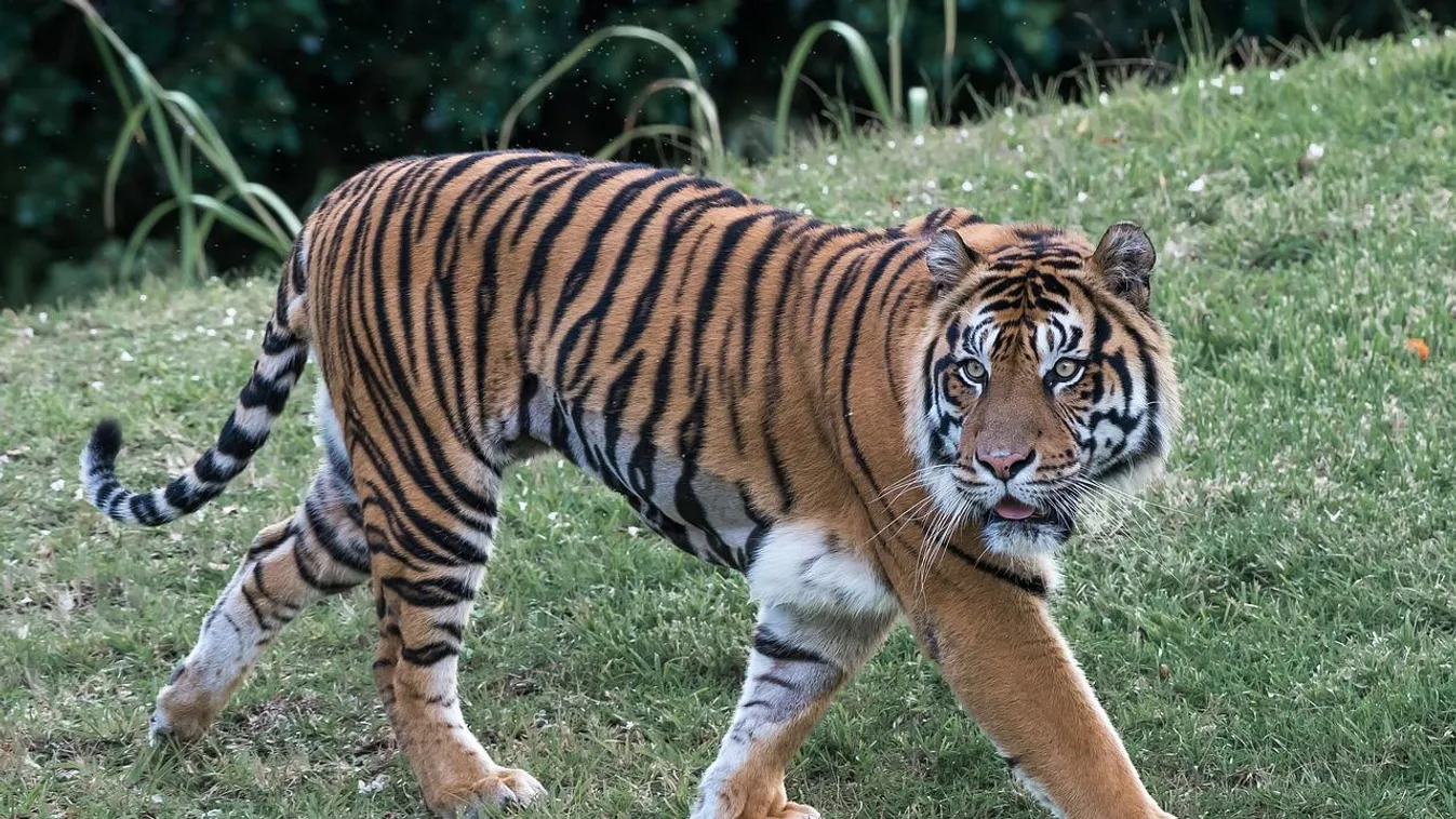 Háziállatként tartott bengáli tigris sétálgatott Houston utcáin