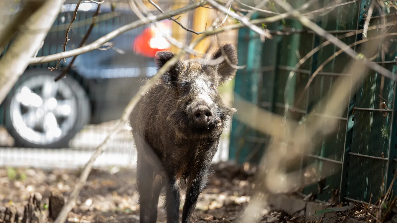 Fényes nappal vaddisznók bandája támadta meg egy nő bevásárlótáskáját