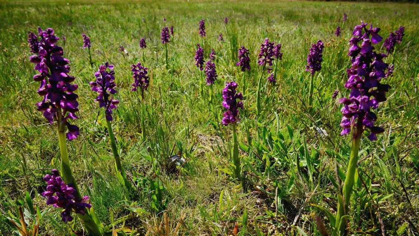 Gyönyörű orchideák nyílnak a Páhi-réteken
