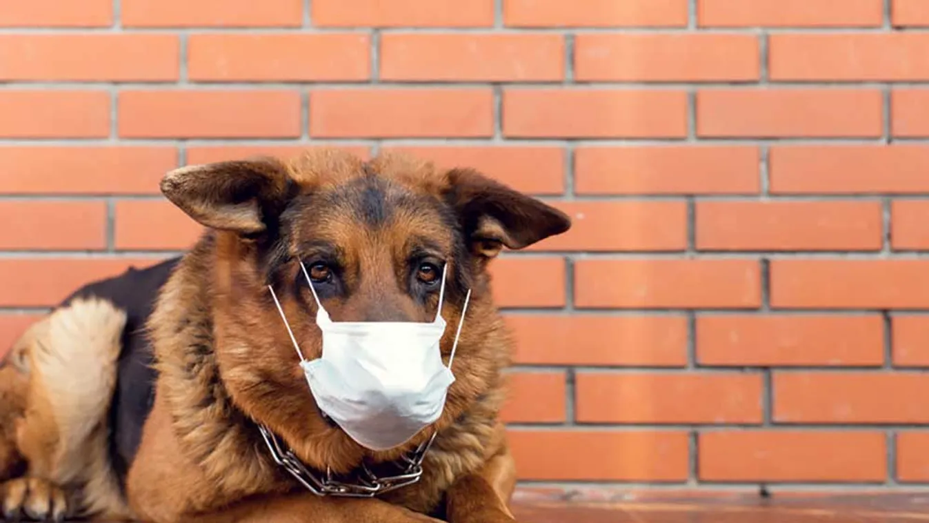 COVID - Kutyák szűrhetik a reptereken a betegeket