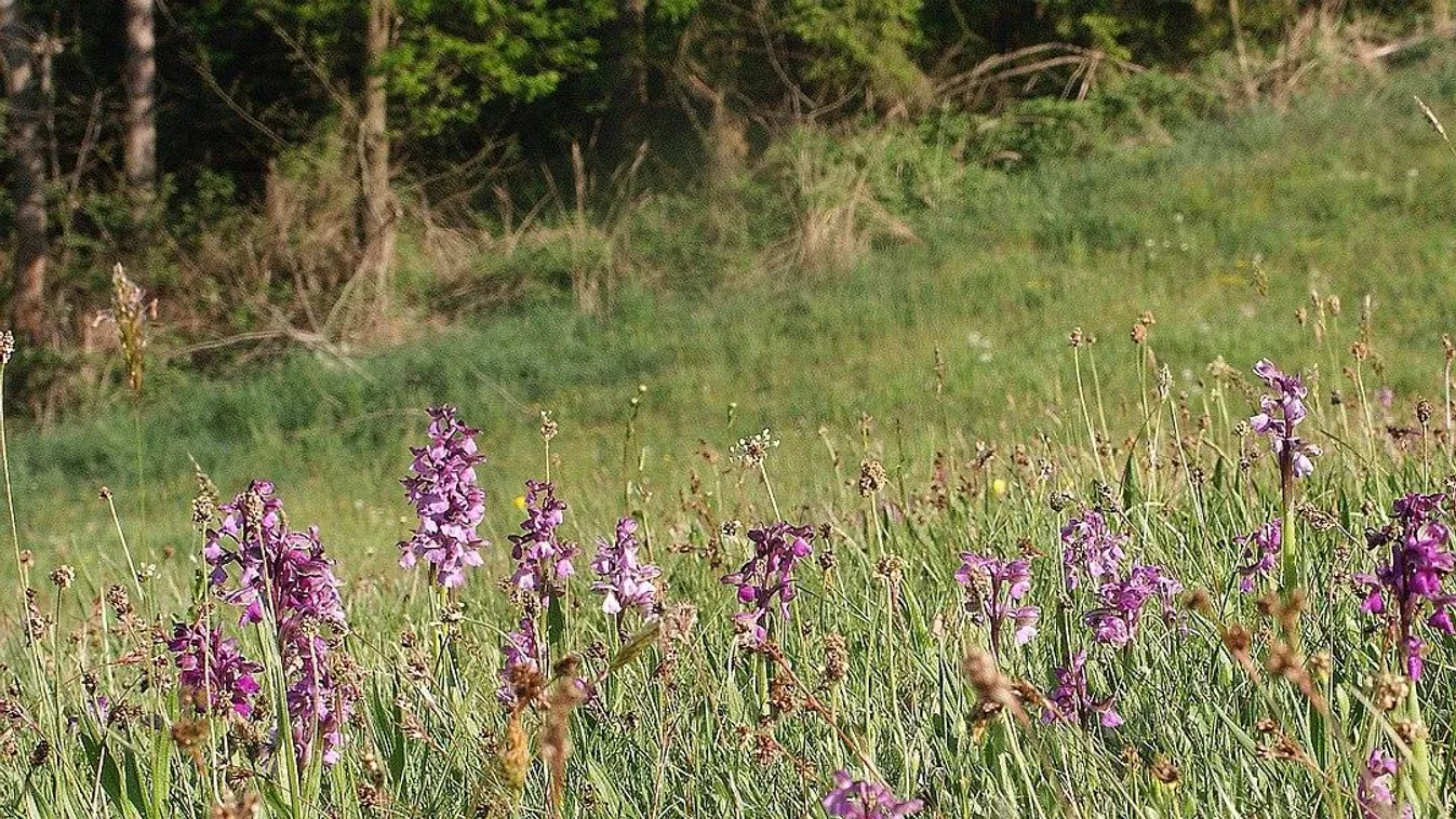 Virágzik a Badacsony egyetlen orchideafaja