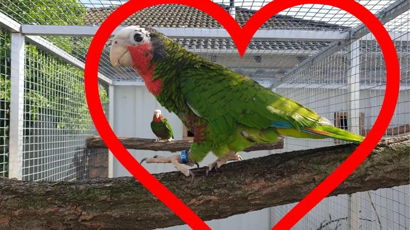 Ma este 8-ig segíthetnek kitalálni az egzotikus papagájpár nevét